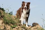 BORDER COLLIE 544